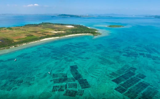 沖縄一のもずく大生産地！【勝連漁業共同組合様】